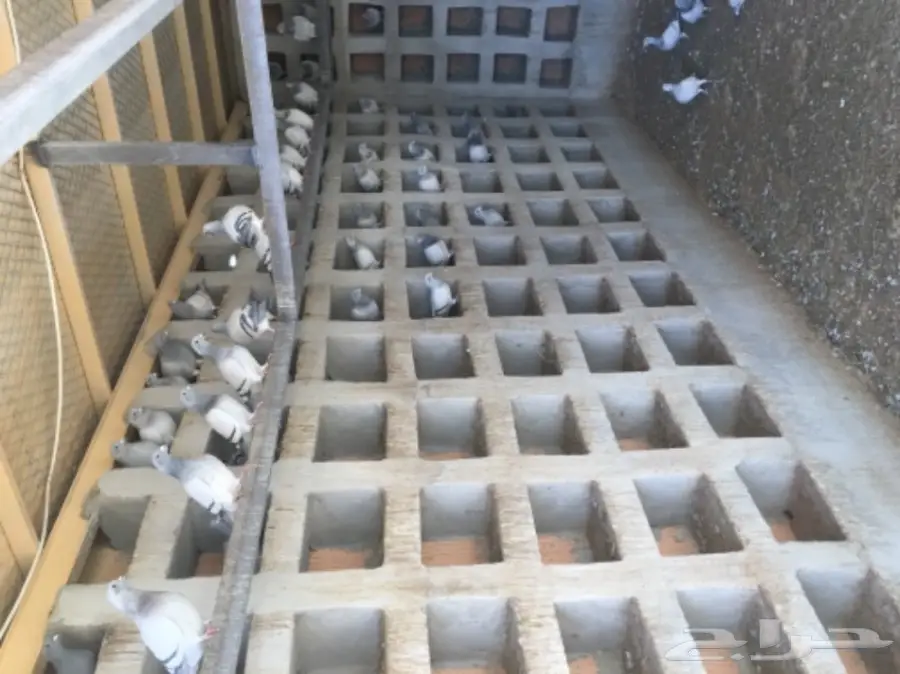 عشه حمام زاجل وحب رمان 