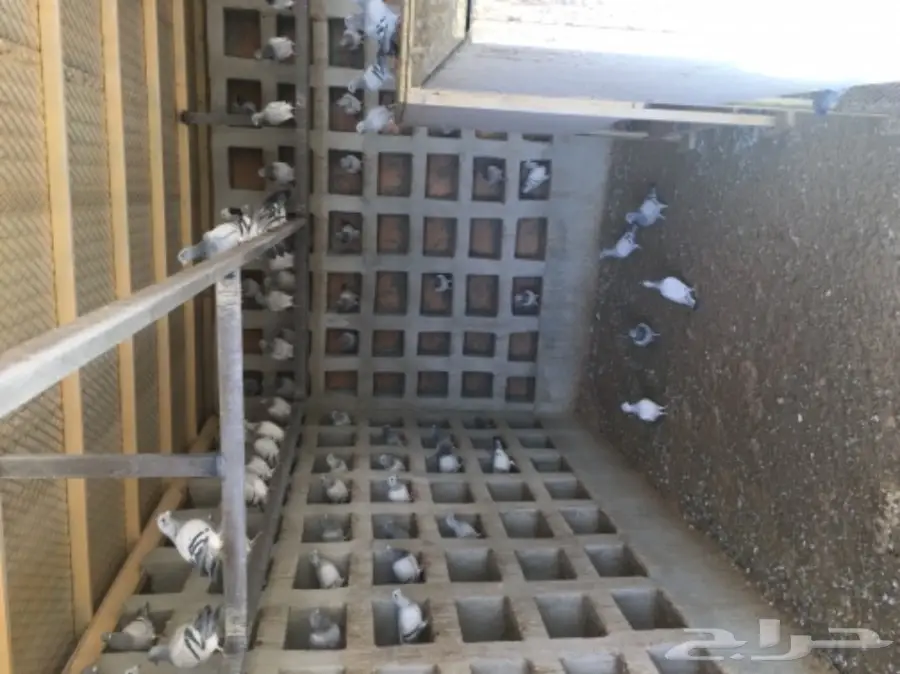 عشه حمام زاجل وحب رمان  (image 1)