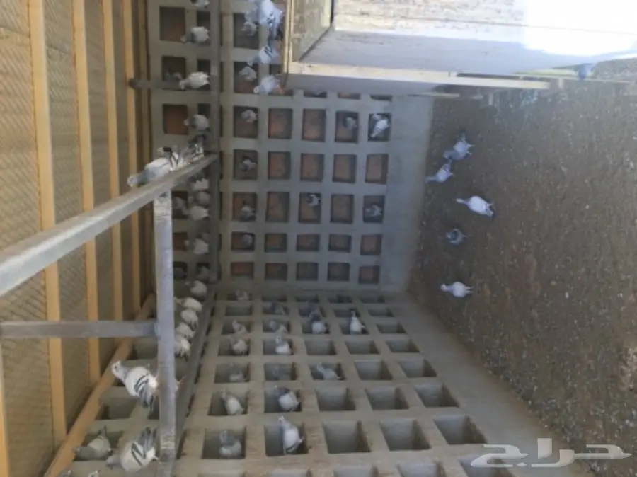 عشه حمام زاجل وحب رمان  (image 2)