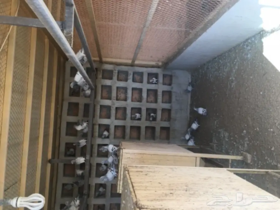 عشه حمام زاجل وحب رمان  (image 3)