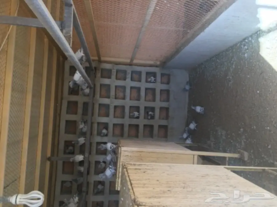 عشه حمام زاجل وحب رمان  (image 4)