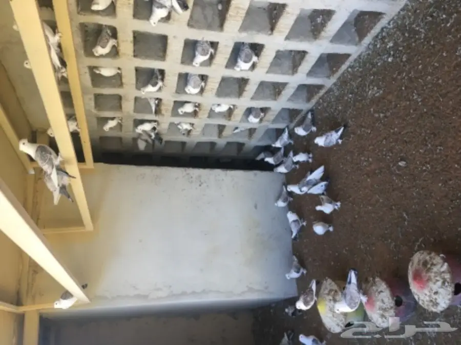 عشه حمام زاجل وحب رمان  (image 5)