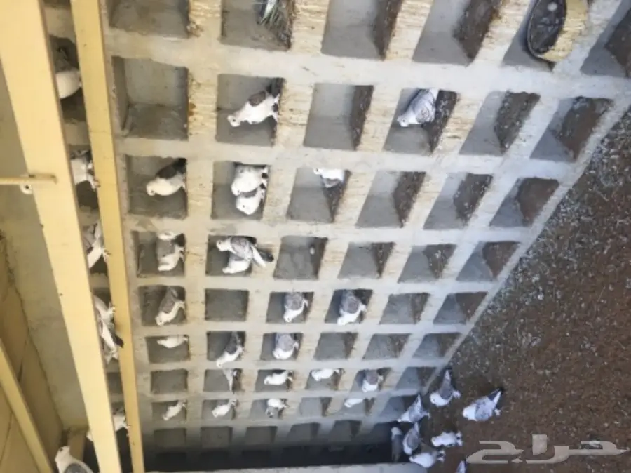 عشه حمام زاجل وحب رمان  (image 6)