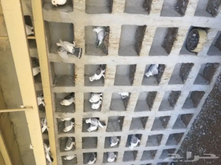 عشه حمام زاجل وحب رمان  (image 7)