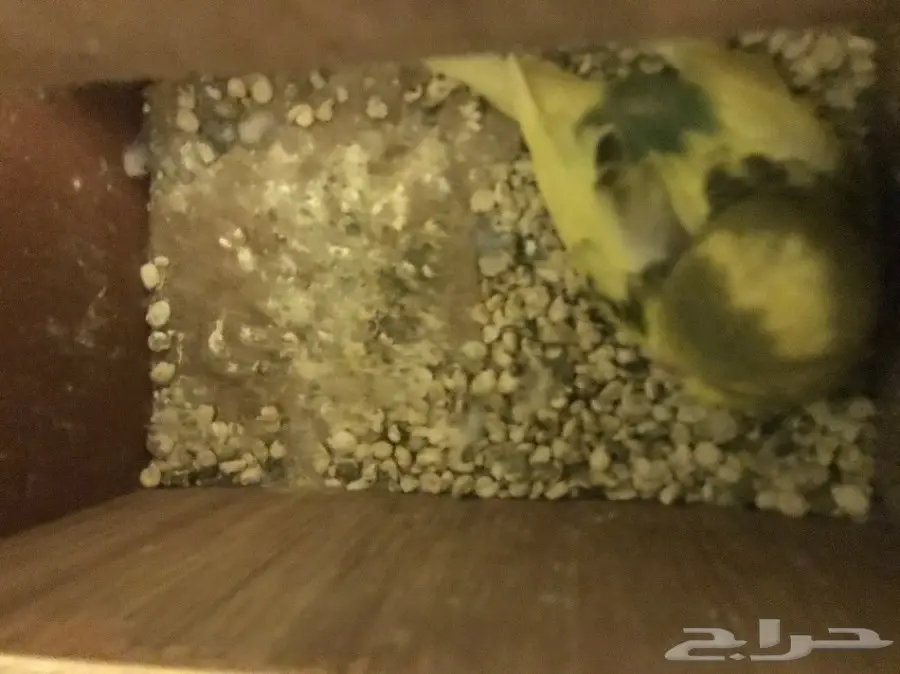 زوج بادجي معه فرخ 