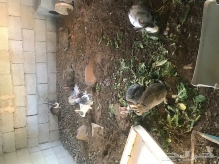 ارانب بلدي للبيع