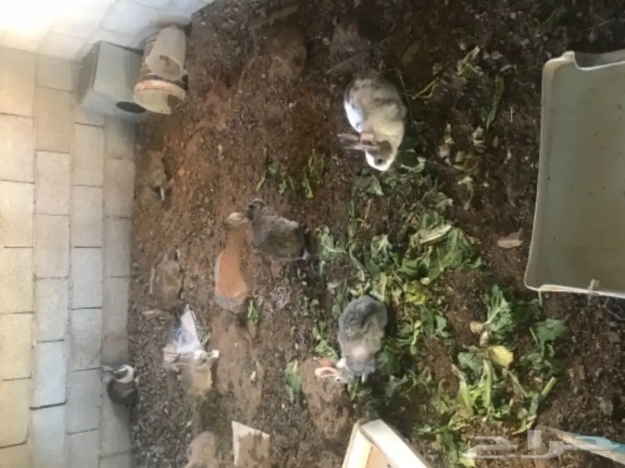 ارانب بلدي للبيع (image 1)