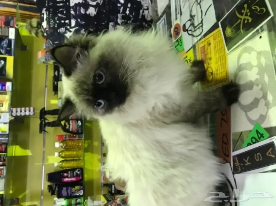 اللي يعرف فالقطط يدخل