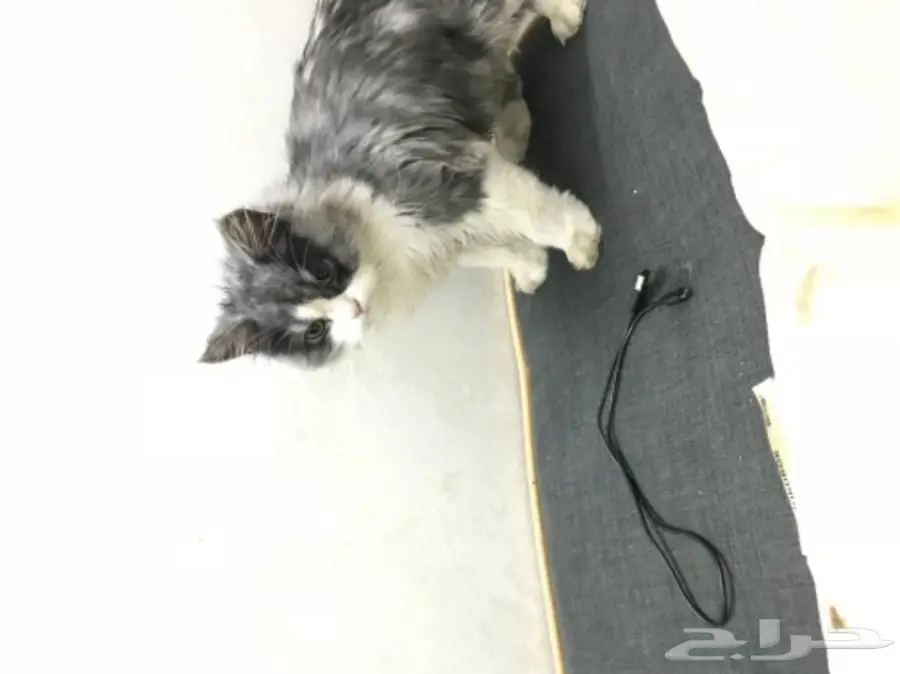 قطه للبيع بسبب اني مشغوله مره البيع اليوم  (image 2)