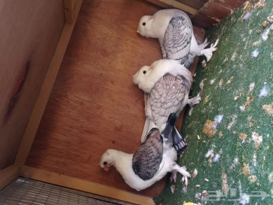 حب رمان (image 2)