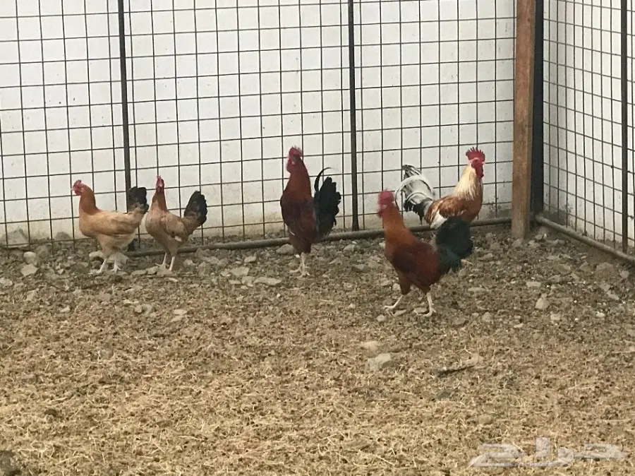 دجاج بلدي  (image 1)