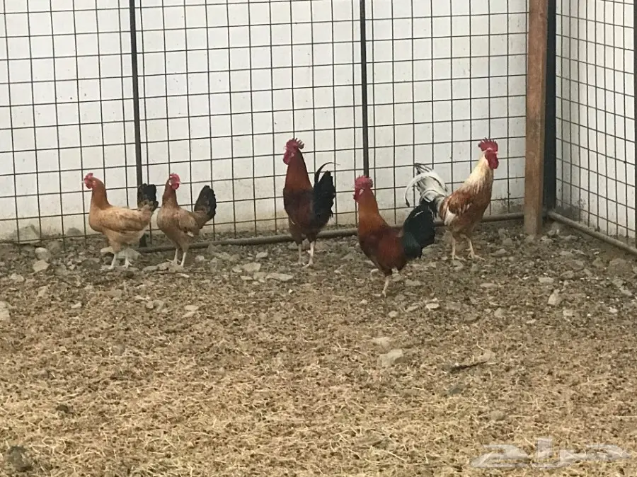 دجاج بلدي  (image 2)