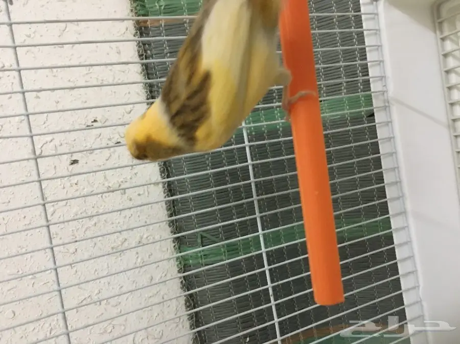 انثى كناري جاهزه  (image 4)