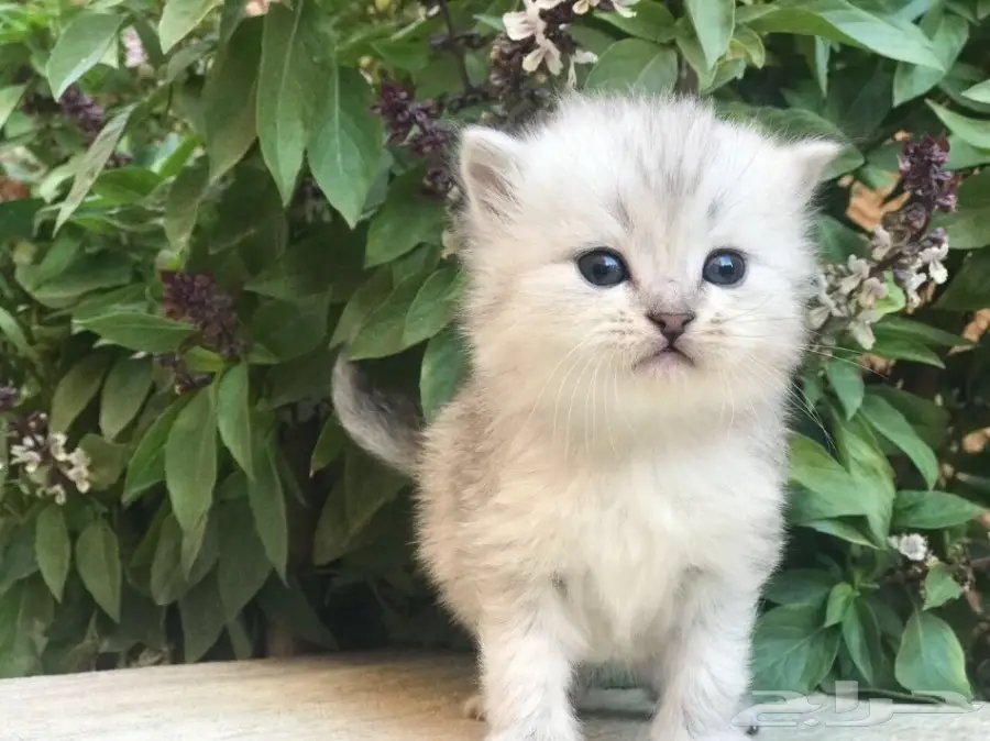 كيتن شنشيلا رهيب جدا