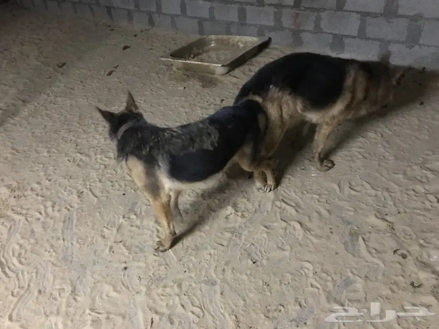 جوز كلاب جيرمن شيبرد منتج للبيع (image 2)