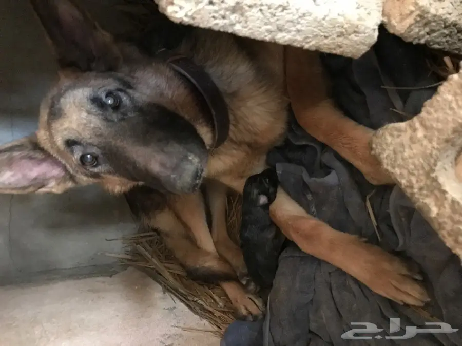 جوز كلاب جيرمن شيبرد منتج للبيع (image 5)