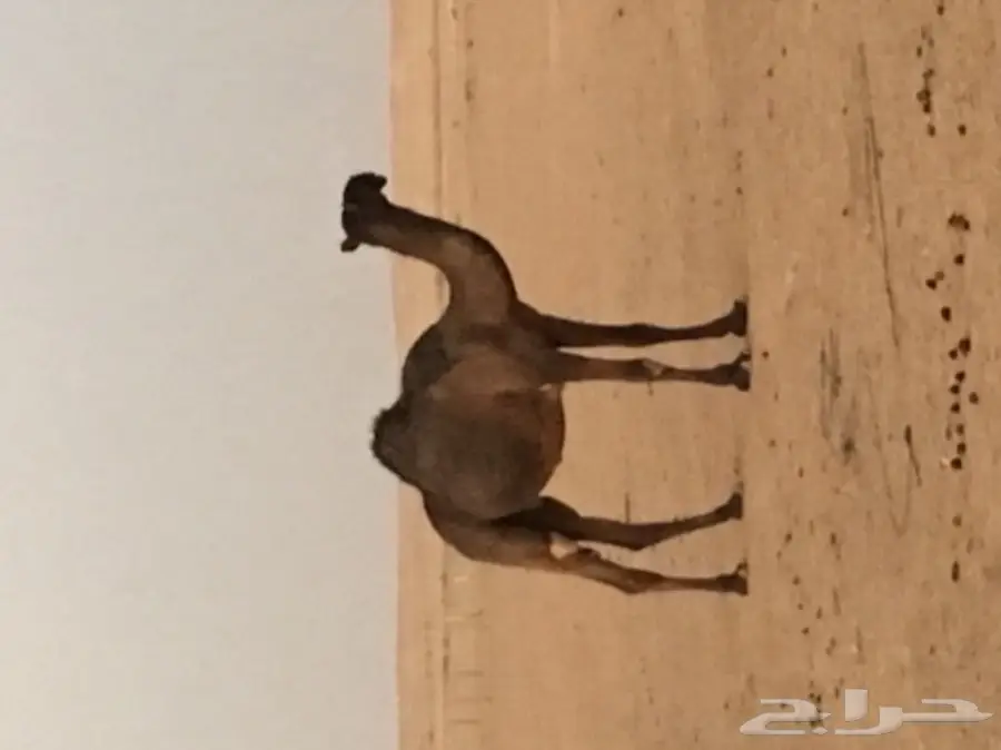 قعود اصله مري على خشبان ال عصلب (image 1)