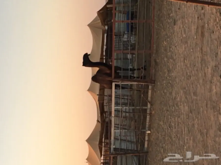 قعود اصله مري على خشبان ال عصلب (image 2)