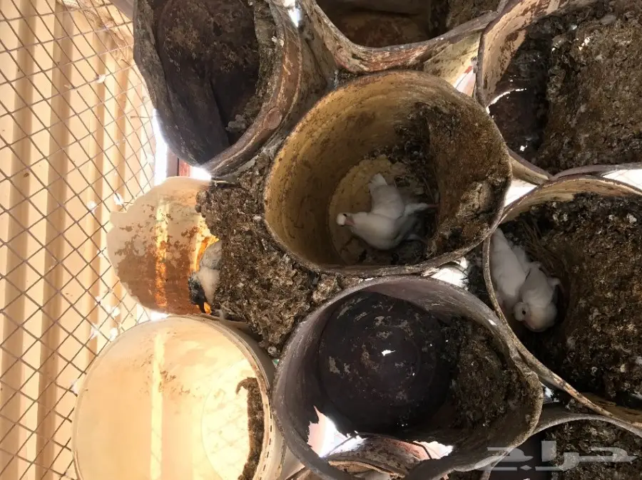 حمام مشكل للبيع  (image 1)