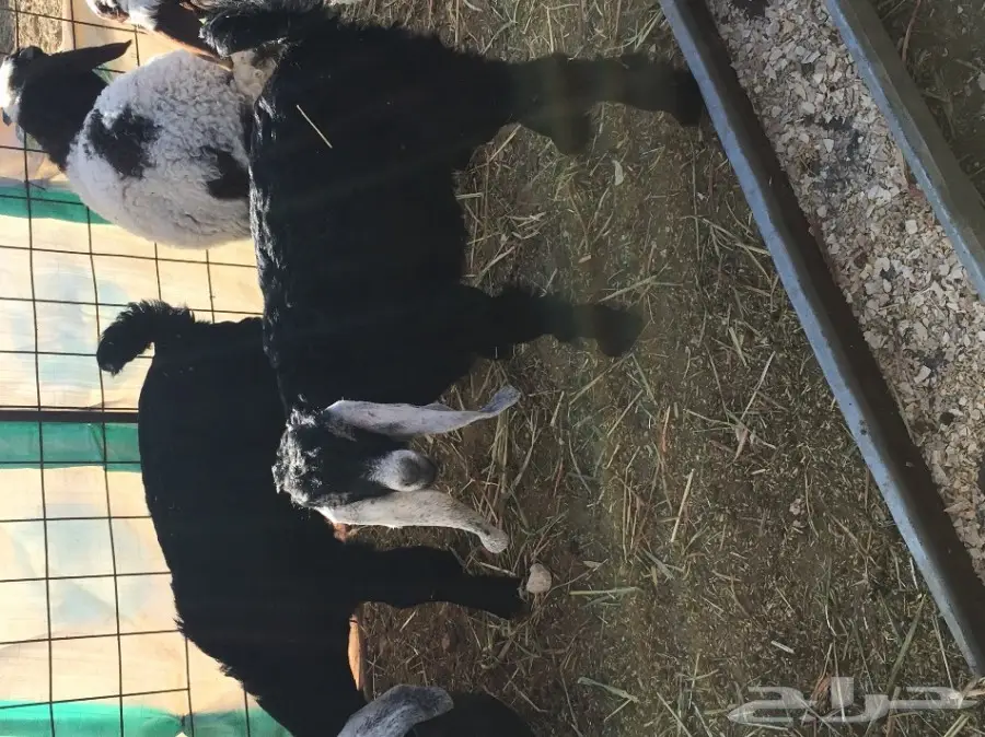 جفار للبيع (image 1)