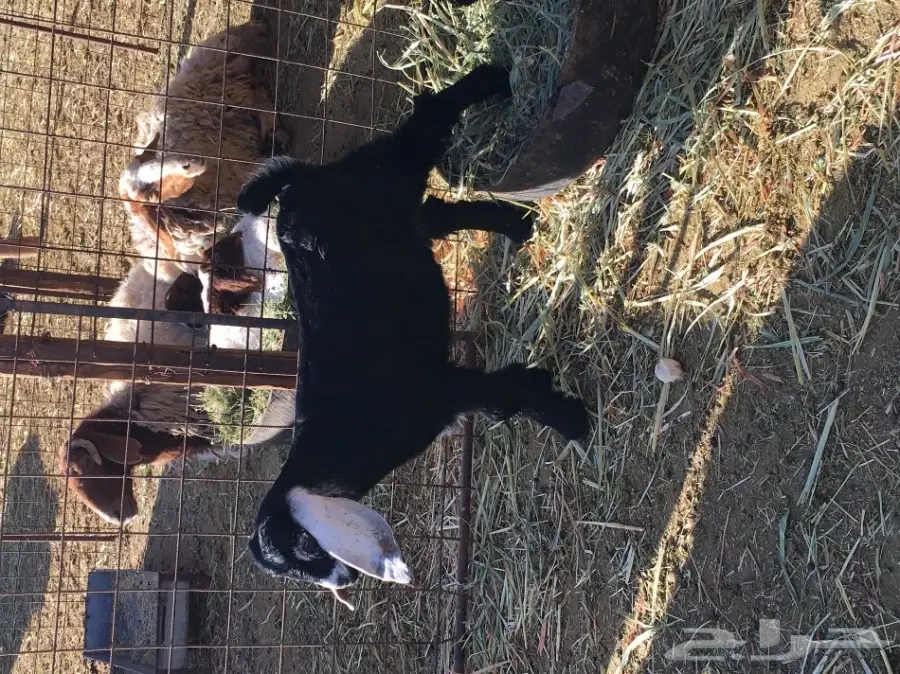 جفار للبيع (image 2)