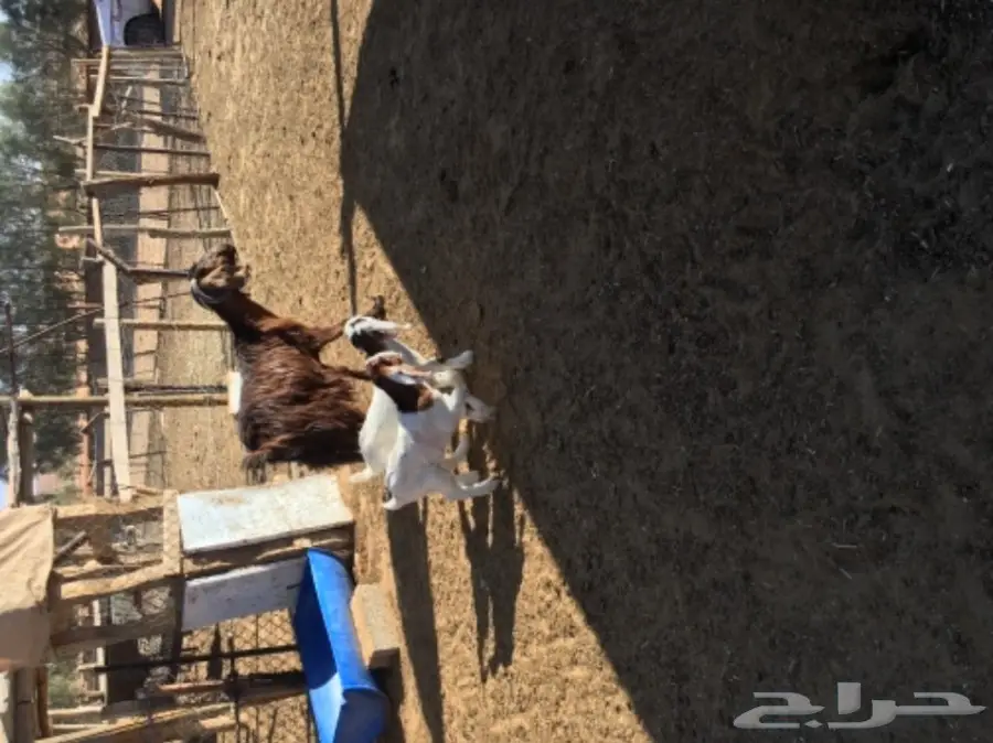 معزاء متابيع  (image 1)