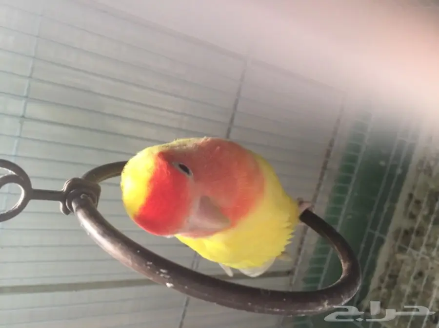 للبيع روز الحد ب140 