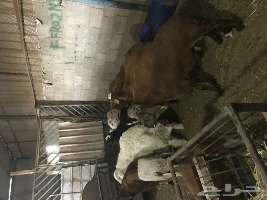 سواكن جذعان مرابي  (image 3)