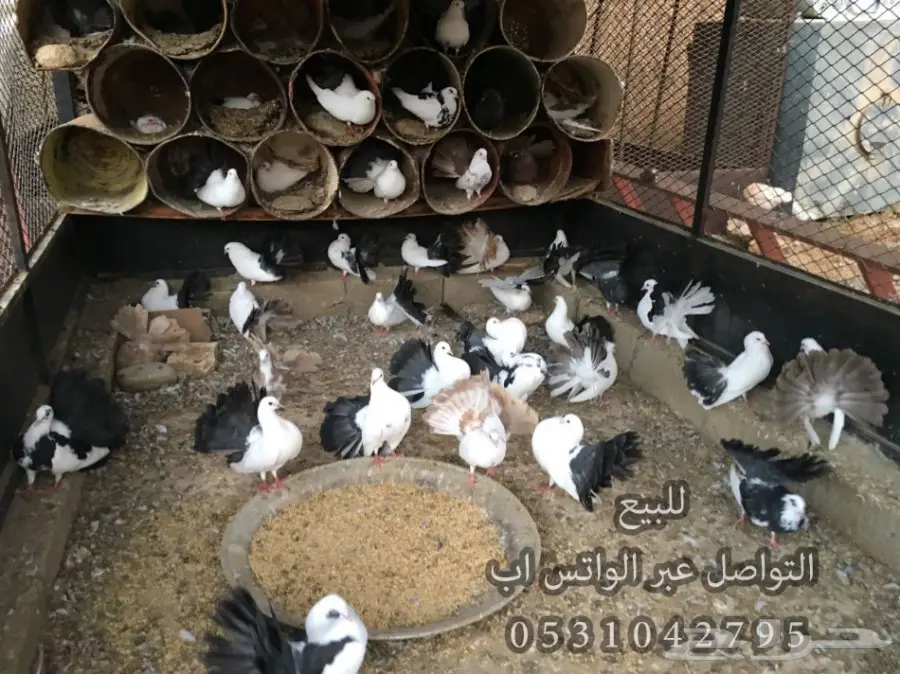 للبيع حمام رقاص ازواج منتجه مع فروخ  (image 1)