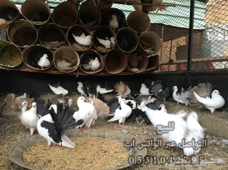 للبيع حمام رقاص ازواج منتجه مع فروخ  (image 2)