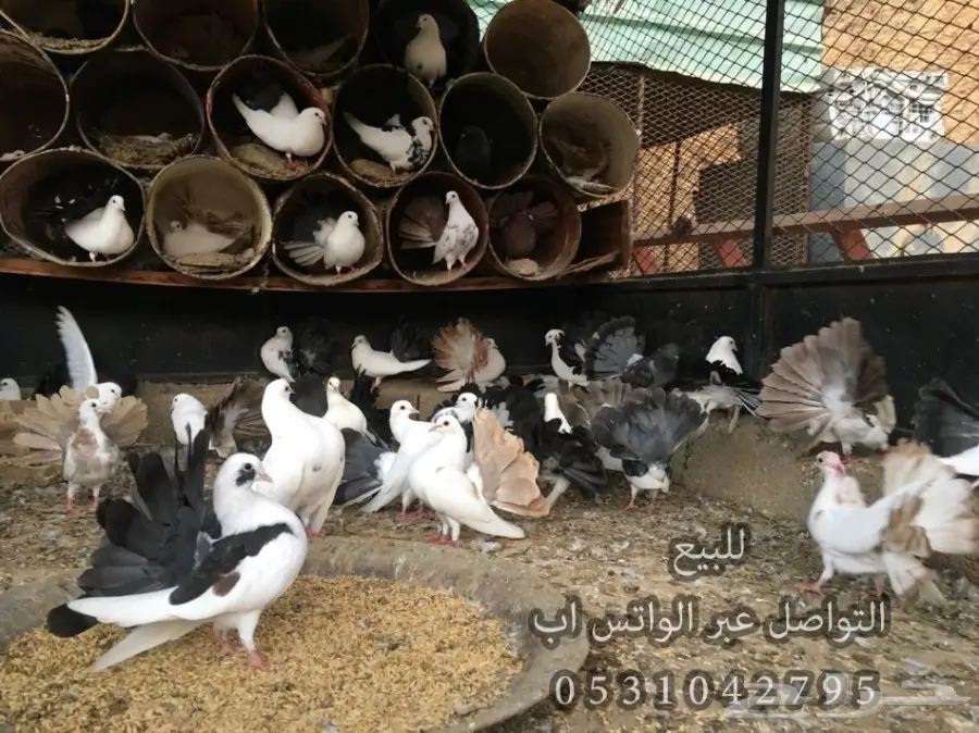 للبيع حمام رقاص ازواج منتجه مع فروخ  (image 3)