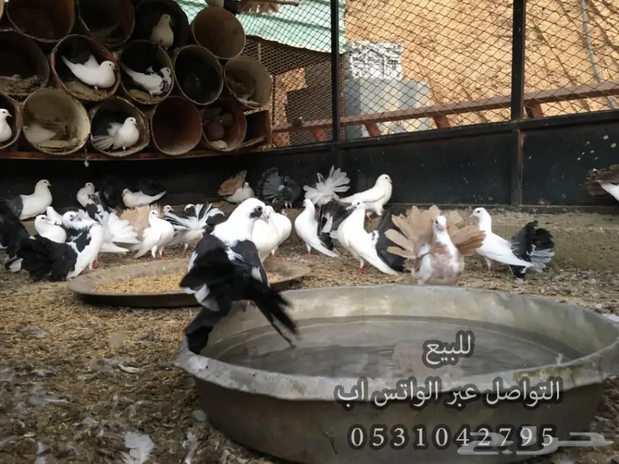 للبيع حمام رقاص ازواج منتجه مع فروخ  (image 6)