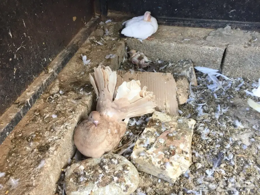 للبيع حمام رقاص ازواج منتجه مع فروخ  (image 16)