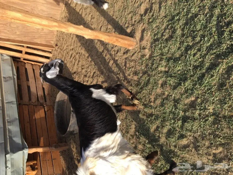 3 جفار سمان ونظاف العمر 7 شهور تقريبا