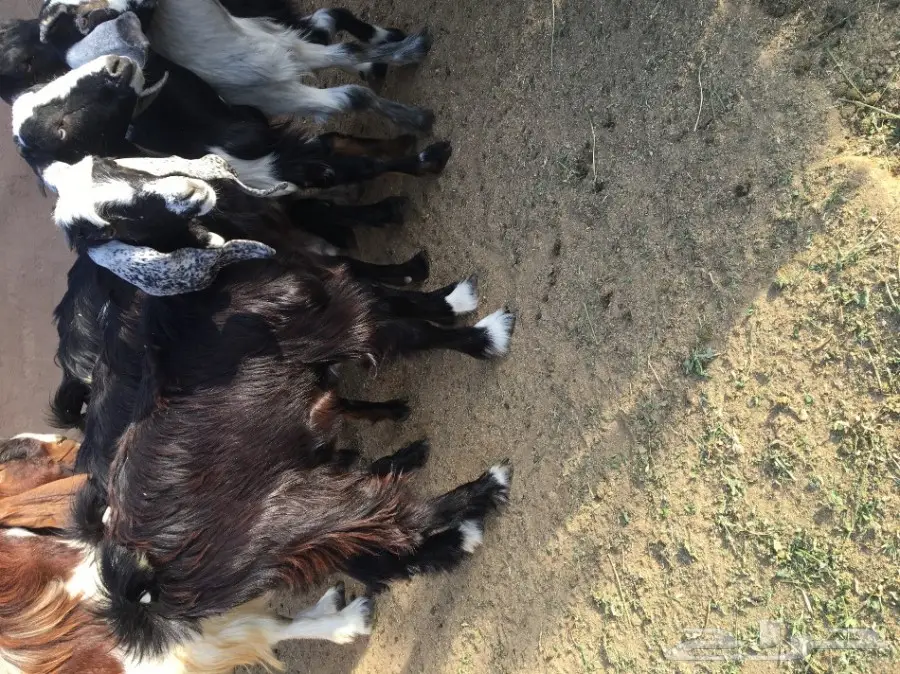 3 جفار سمان ونظاف العمر 7 شهور تقريبا (image 10)