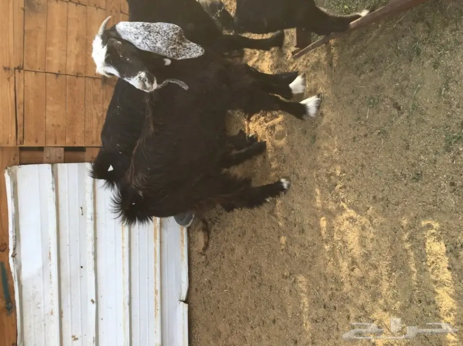 3 جفار سمان ونظاف العمر 7 شهور تقريبا (image 13)