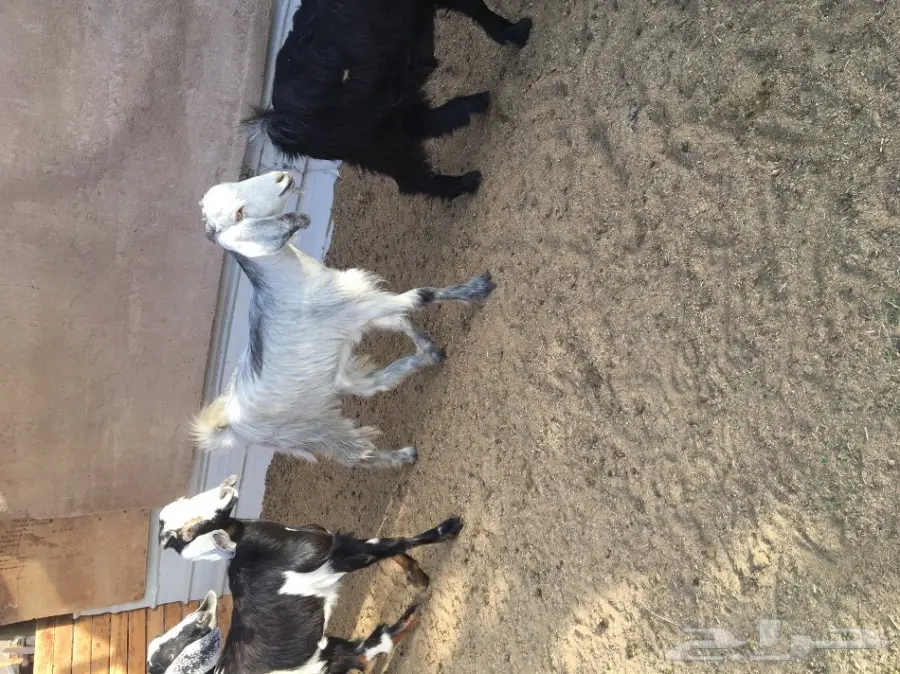 3 جفار سمان ونظاف العمر 7 شهور تقريبا (image 14)