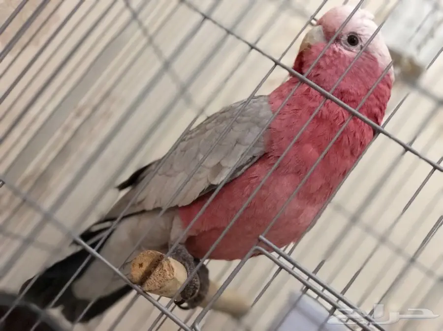 كوكاتو قالا