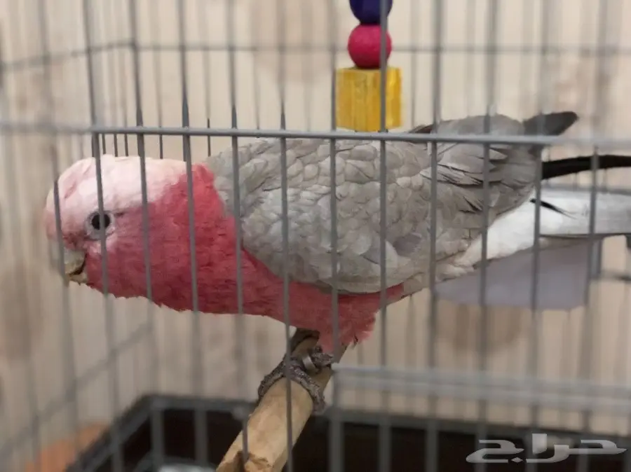 كوكاتو قالا (image 1)