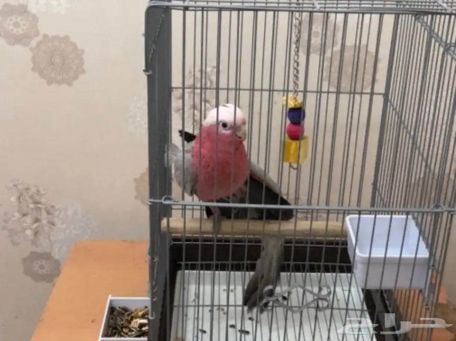 كوكاتو قالا (image 2)