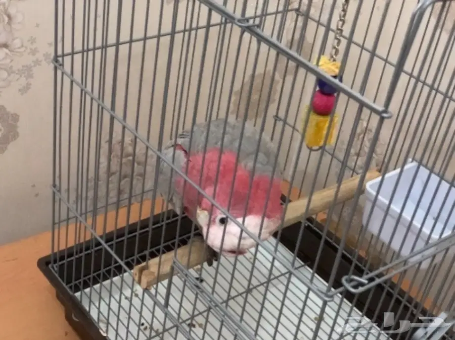 كوكاتو قالا (image 3)