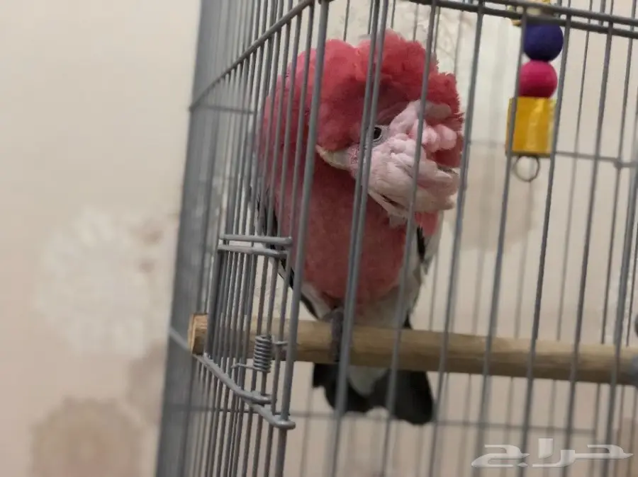 كوكاتو قالا (image 4)