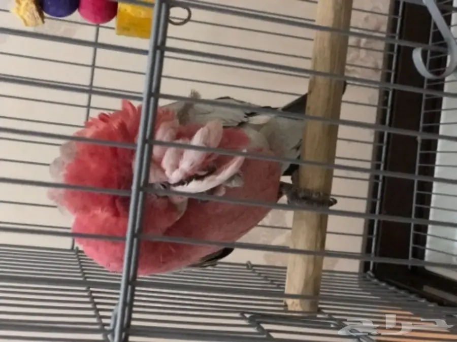 كوكاتو قالا (image 5)