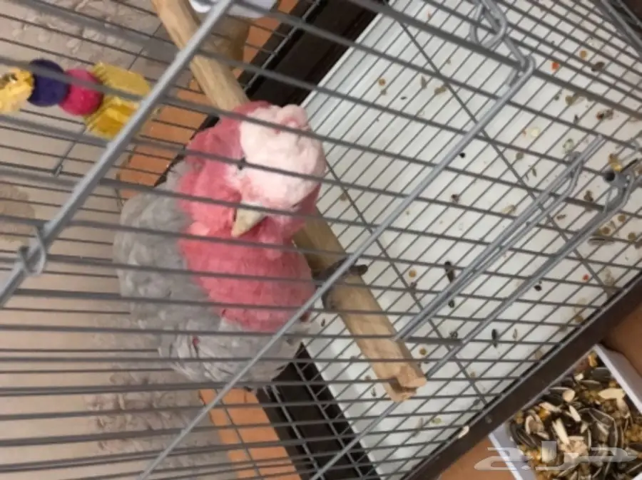 كوكاتو قالا (image 6)