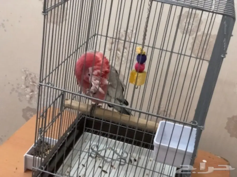 كوكاتو قالا (image 7)