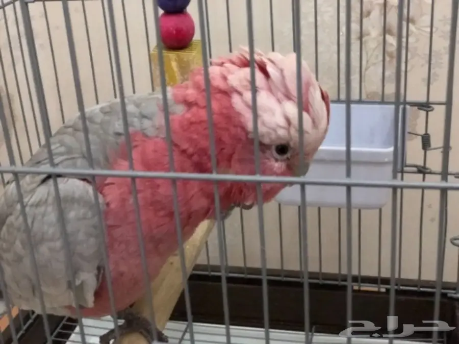 كوكاتو قالا (image 8)