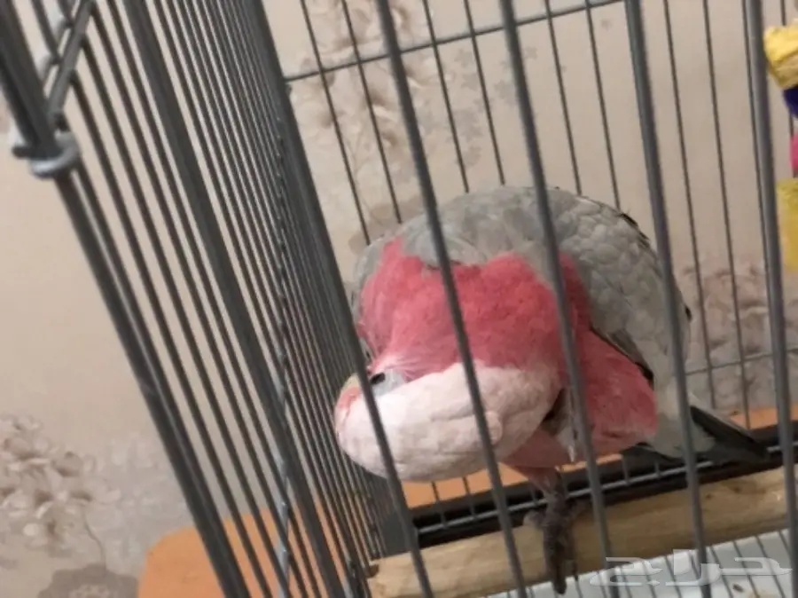 كوكاتو قالا (image 9)