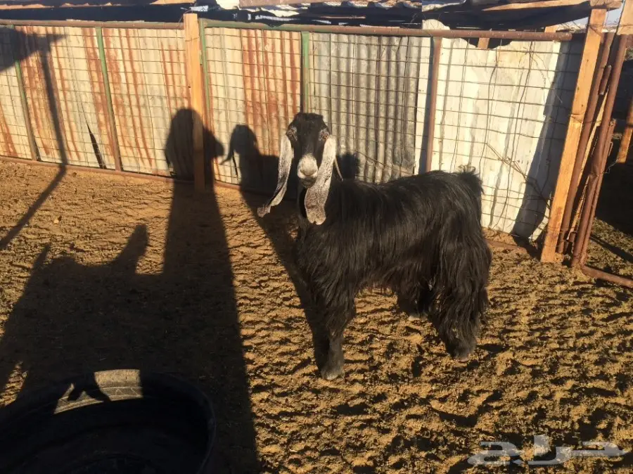 عنز عارضيه خصم