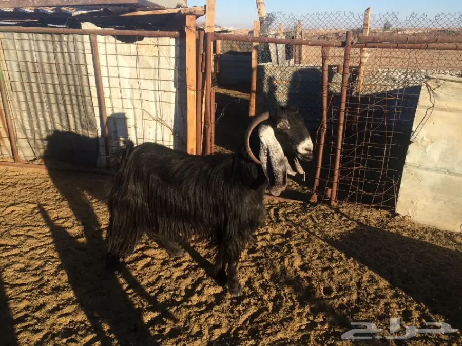 عنز عارضيه خصم (image 1)