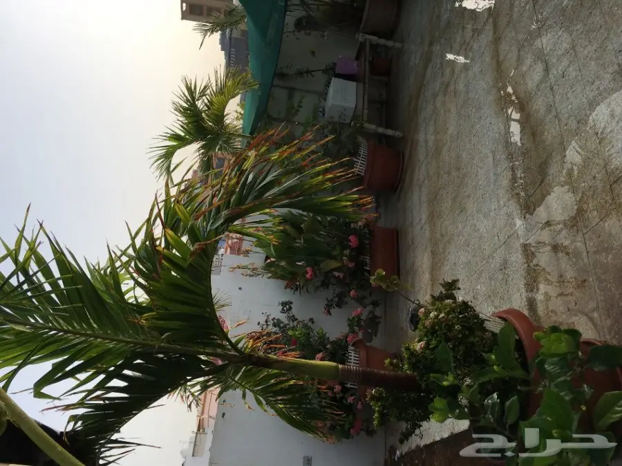 بيت شعر vpc.  للبيع الحاله ممتازه  (image 8)